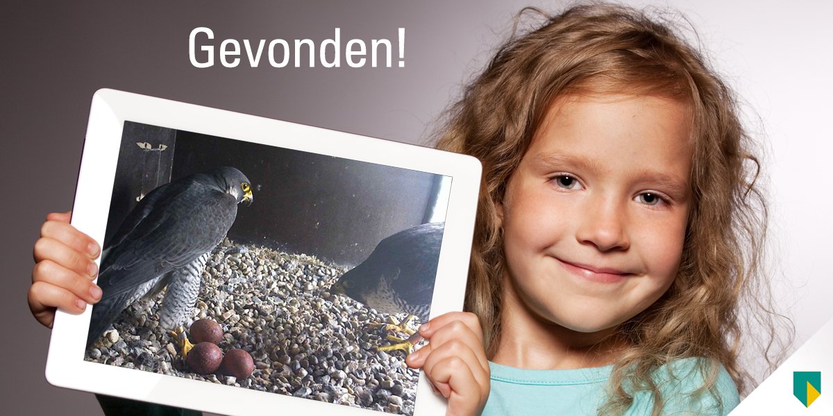 Eieren zoeken? Dat is een eitje! Check onze valkcam: abn.com/Slechtvalk. Met een beetje geluk zie jij ze zo!
