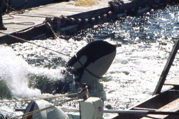 During the capture in 1970, one adult and four young killer whales were killed wowvstaiji.com