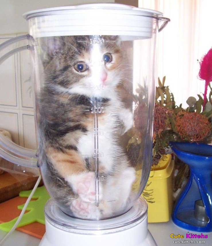 Kittens In A Blender Jar