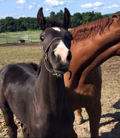 PrecisionEM's tweet image. Happy Easter from everyone at PEM!! 🐰🌷🐣   
#PEM #Easter #smallbusiness #equinemarketing