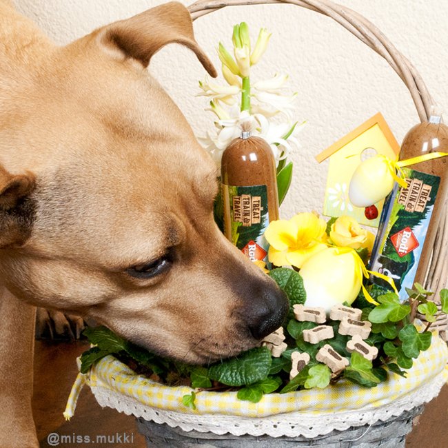 missmukki's tweet photo. #HappyEaster #pasen2016 #DoggyEaster #hond #hondenvoeding @RodiPetfood #missmukki https://t.co/fP6j4D4w8C