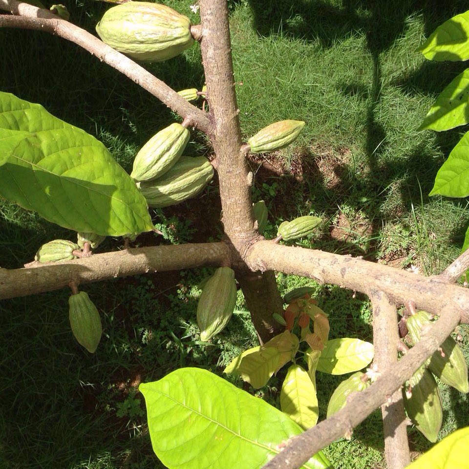 CoralloSTP's tweet photo. The baby #cocoatree in the garden starts to look fabulous #saotome #africa #chocolatelife #outofthisworld #chocolate https://t.co/nbvwPPbLgW