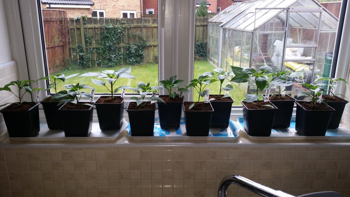 HolmesAllotment tweet picture