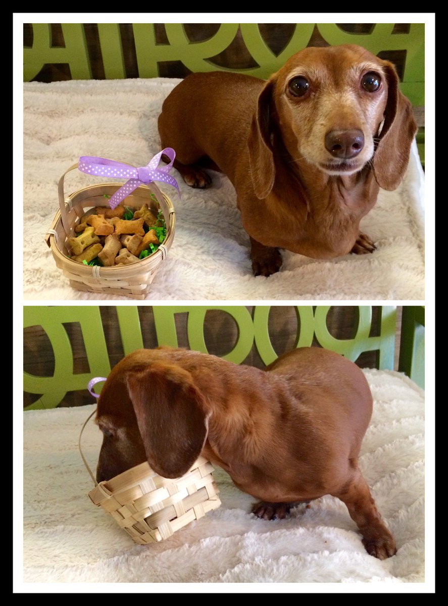 RubyandJacks's tweet image. Who says Easter is just for bunnies? Lucy says #HappyEaster to all the pups that celebrate!