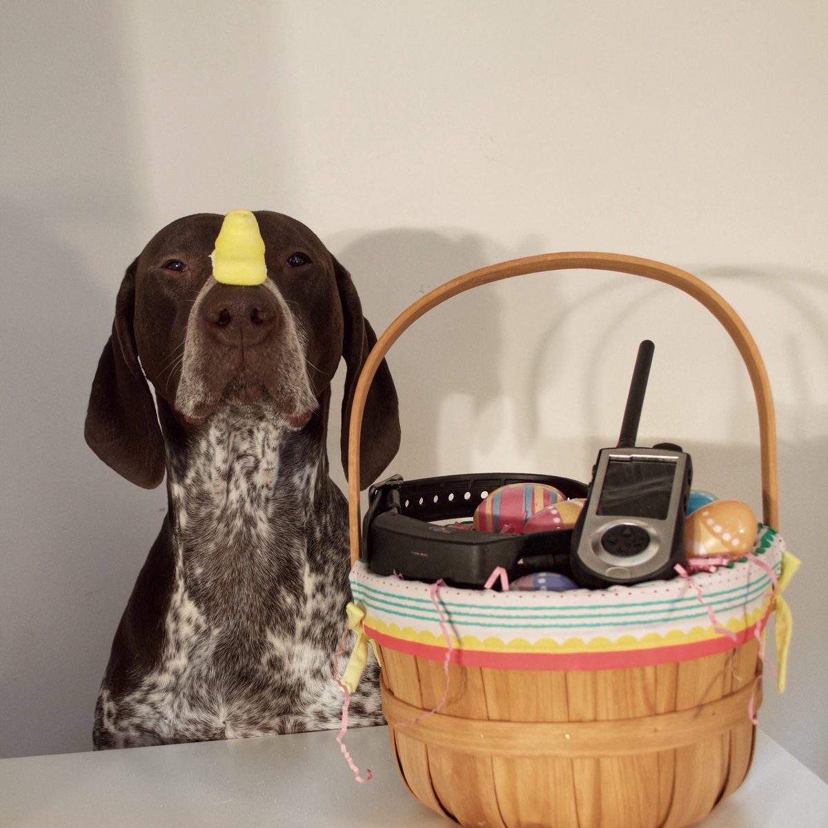 SportDOG Brand tweet media
