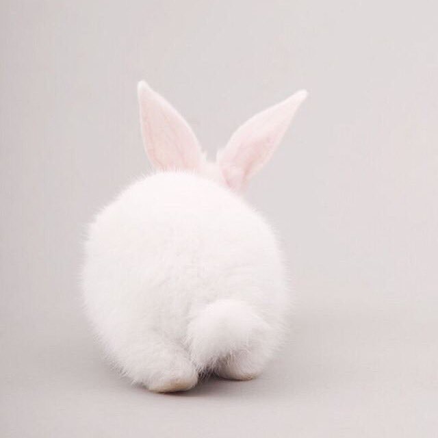 thevowproject's tweet photo. Nothing's cuter than a bunny bum. #HappyEaster https://t.co/dTCVHPNXXW