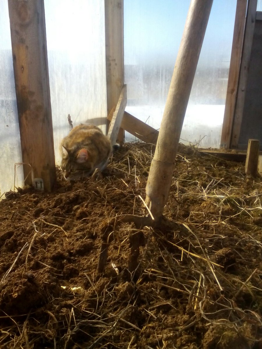 gencatrussia's tweet image. Ну, с почином! Открыла #садовоогородный сезон. Перекопала тепличку. Главная помощница Дашутка в стороне не осталась)