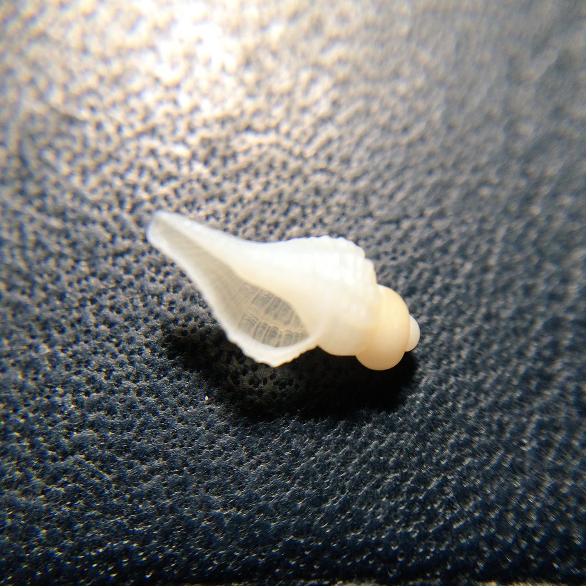 UmiHaruwo's tweet image. Who are you? 日本の貝はイマイチわかりません...。 #HelpMeIdentify #同定希望  8mm from Iojima (伊王島), Japan.