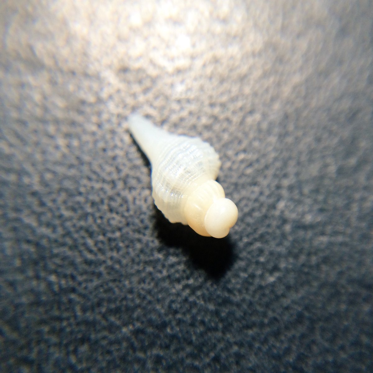 UmiHaruwo's tweet image. Who are you? 日本の貝はイマイチわかりません...。 #HelpMeIdentify #同定希望  8mm from Iojima (伊王島), Japan.
