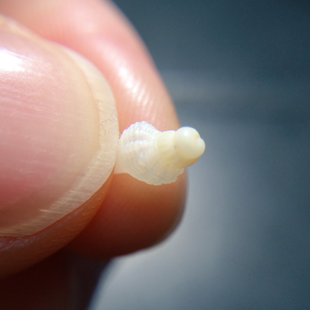 UmiHaruwo's tweet image. Who are you? 日本の貝はイマイチわかりません...。 #HelpMeIdentify #同定希望  8mm from Iojima (伊王島), Japan.