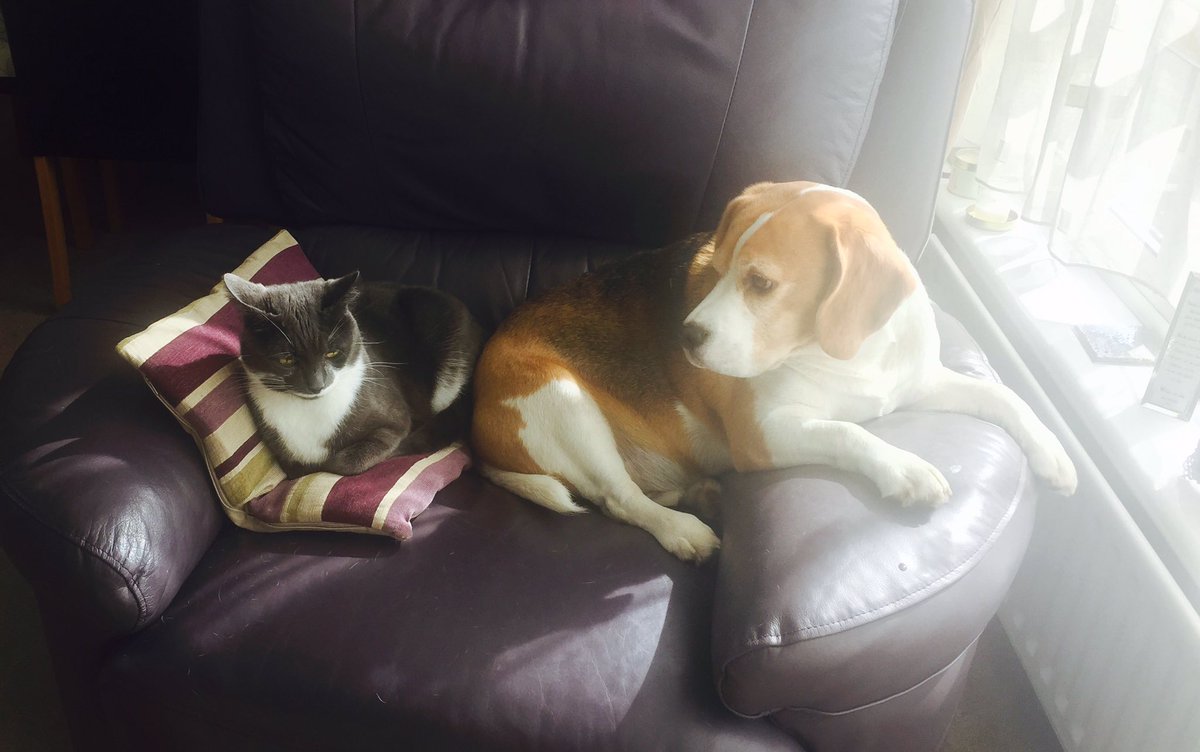 MY chair, MY lookout post, MY sunbeam..... If I were braver I'd tell you to shift your pussy behind elsewhere 🐱❤️🐶