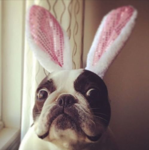 petvault's tweet photo. Wishing all our followers a #HappyEaster don't eat too much #chocolate and remember to keep it away from your dogs! https://t.co/i3Qpjuqf7i