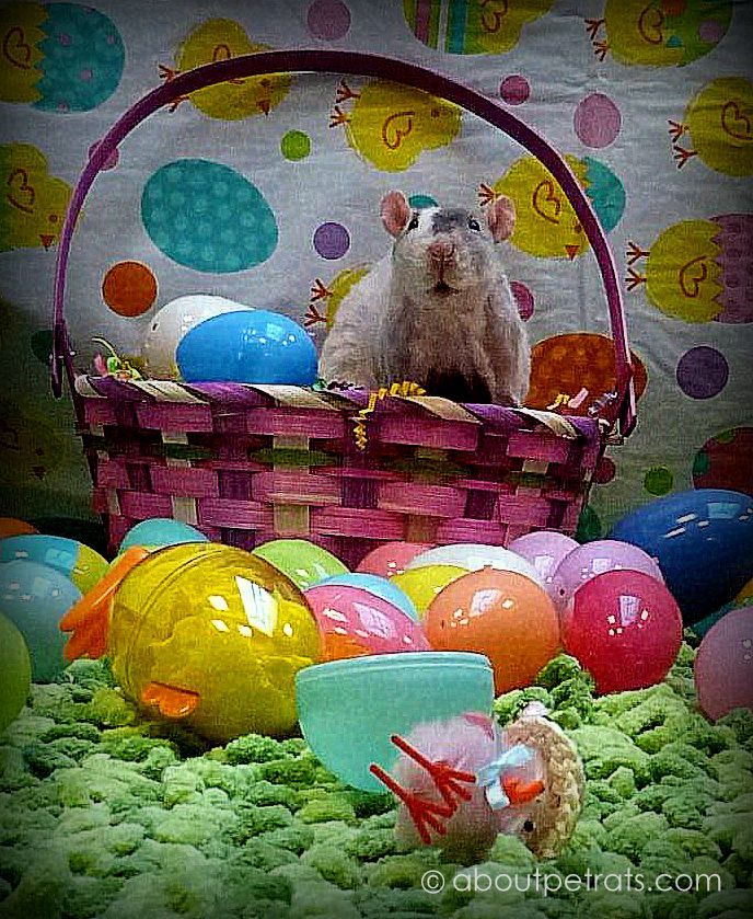 AboutPetRats's tweet photo. Happy Easter to All Pet Rats & Their Peeps! #aboutpetrats #petrats #rats #fancyrats #petrateaster #easterrat https://t.co/ORNhVHflEQ
