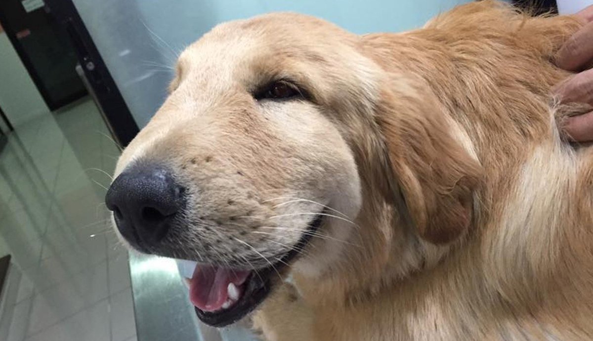 Dog Stung By Bee - change comin