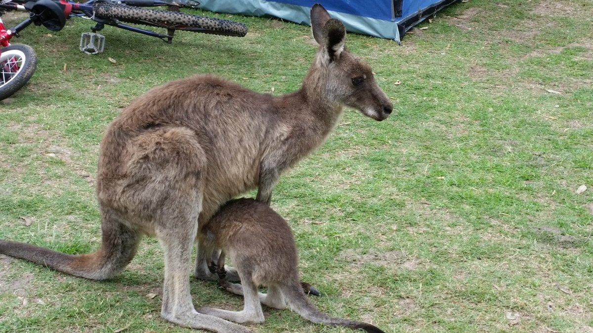 Charliespoodle's tweet photo. @BraveWinston Dey saw da mummy kangaroo wif her baby lots of times judging by all da fotos! SO tame! https://t.co/4XZTWuU6Y2