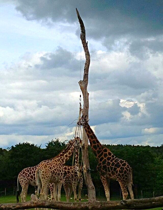 henriettelaur's tweet photo. #photography #nature #reepark #portrait #Animals #zoo https://t.co/90JQ8GaupP