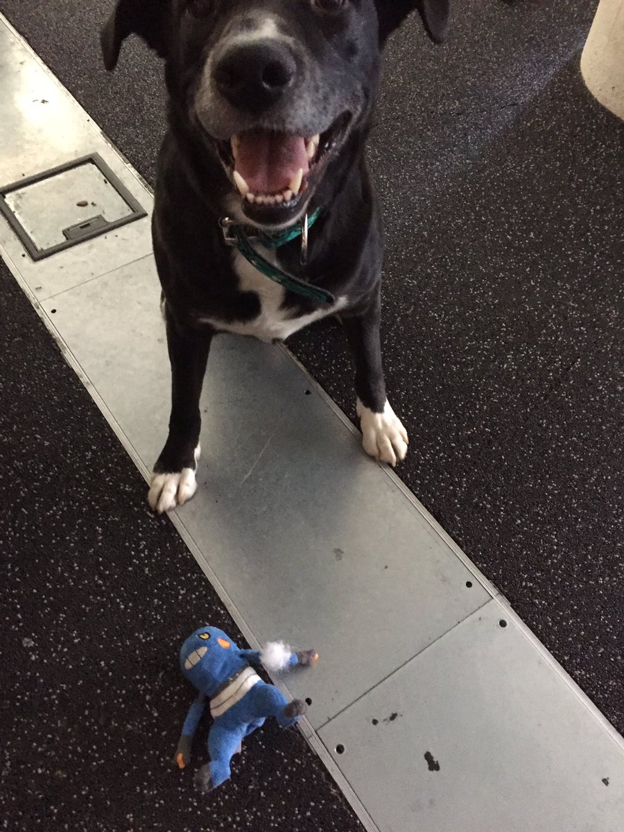 My dog might be a sadist. Rest in pieces, Mr Pokemon.