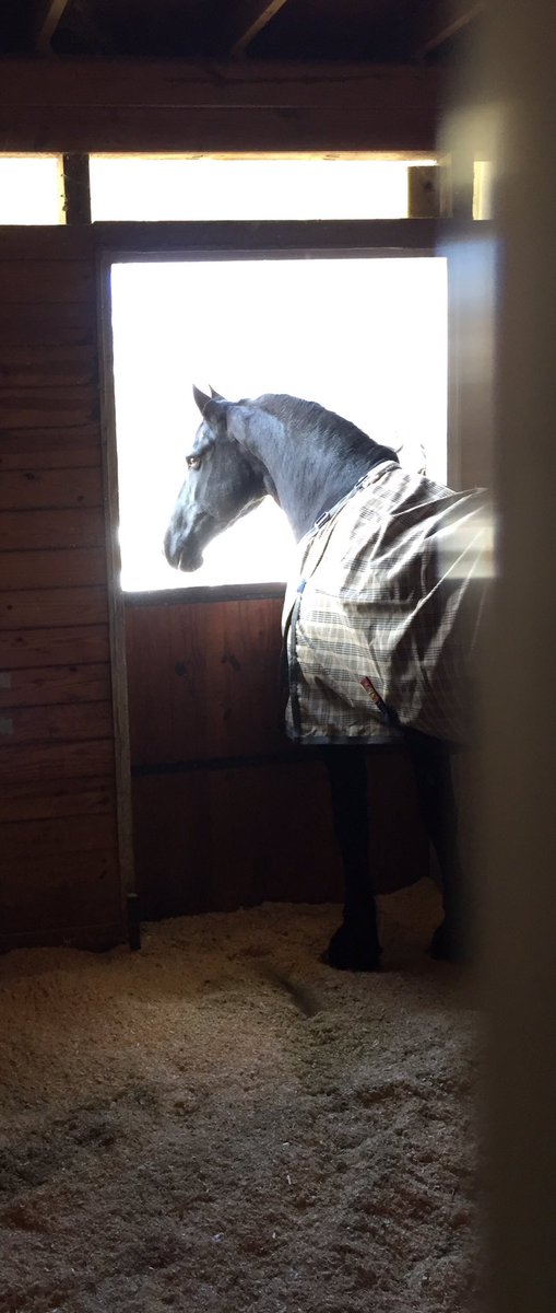 Synergyequus's tweet photo. Where are you Easter Bunny! I have been such a good girl🐰🐰#HappyEaster #therapyponies ❤️🐎 https://t.co/T7DzLmhZDo