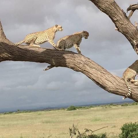 chegeguide's tweet image. 