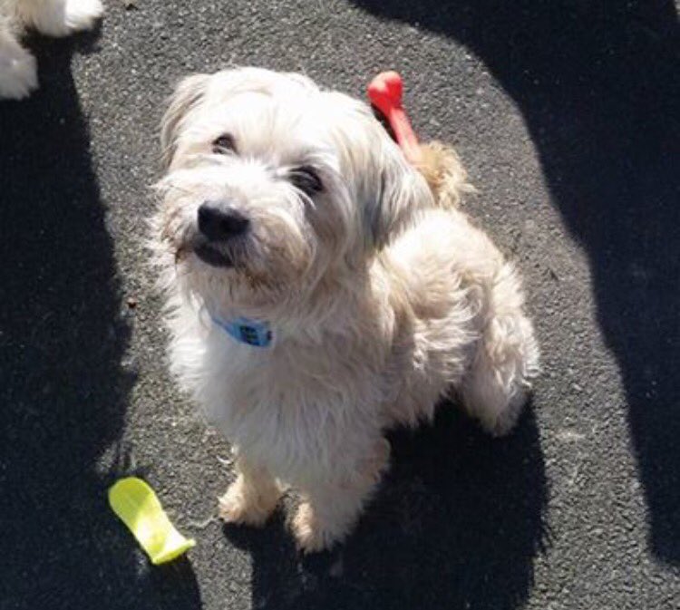 HopeforPerreraDogs tweet media