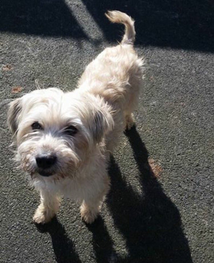 HopeforPerreraDogs tweet media