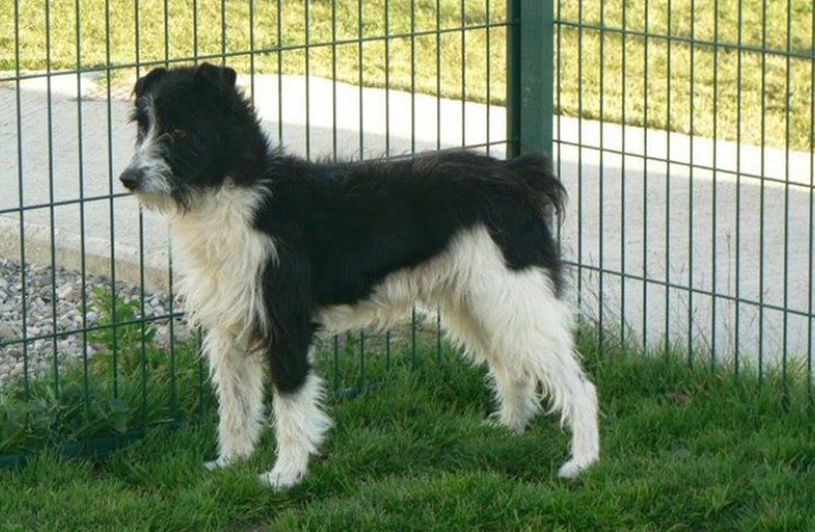 HopeforPerreraDogs tweet media