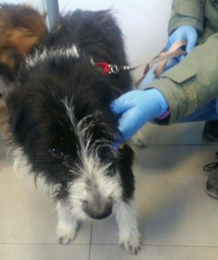 HopeforPerreraDogs tweet media