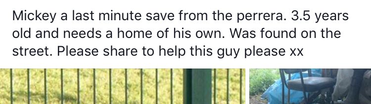 HopeforPerreraDogs tweet media