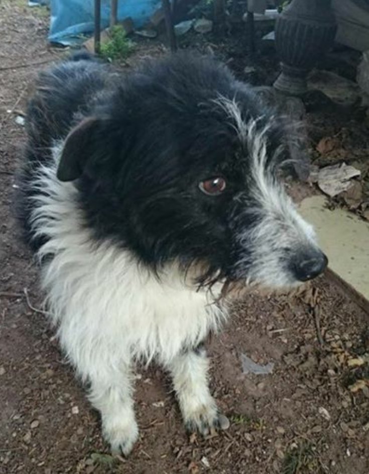 HopeforPerreraDogs tweet media