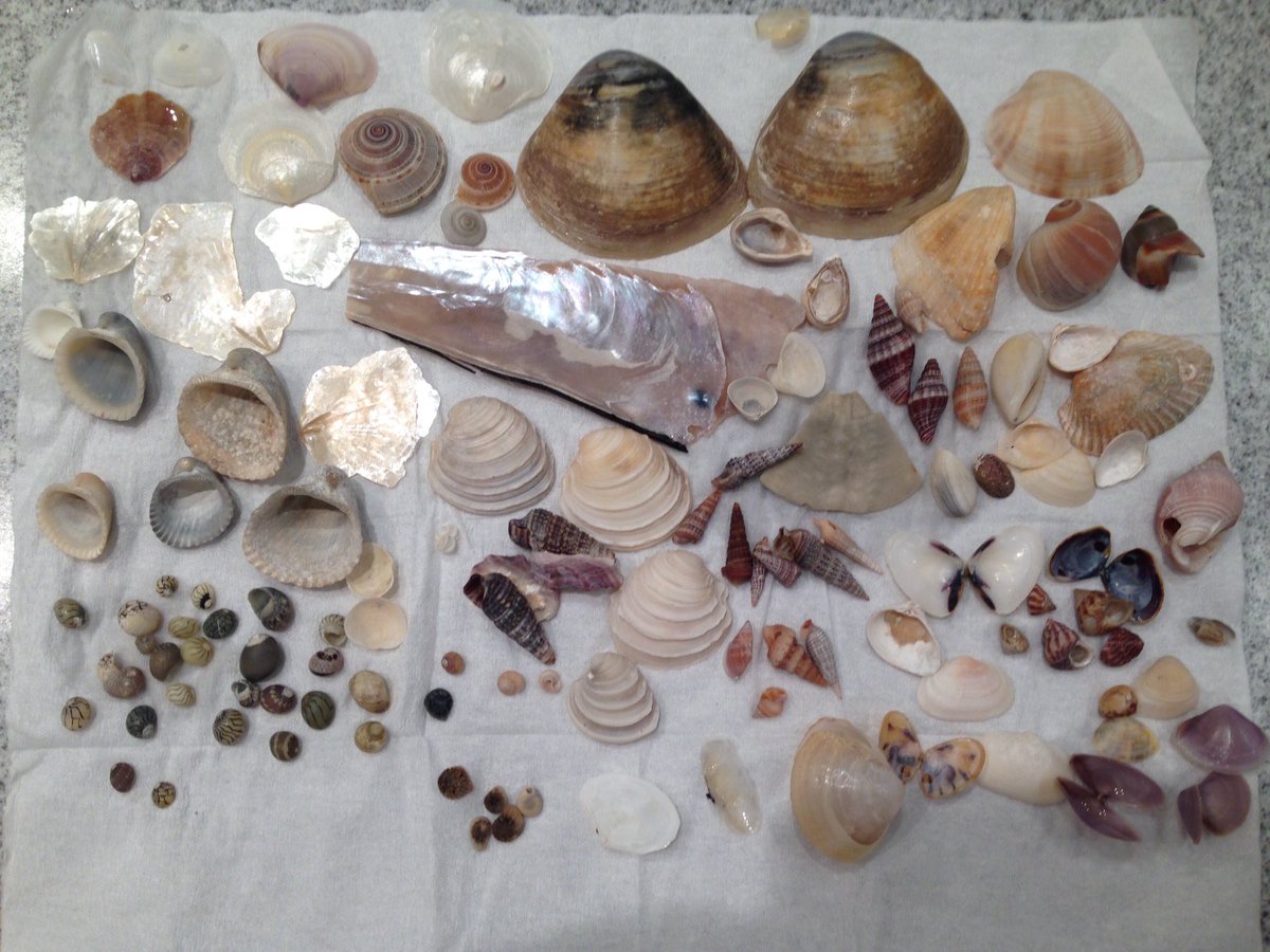 アパート暮らしのシシガミ En Twitter オーストラリア 3日め 今日は朝からインコの声を聞きながらビーチコーミング 今日は小さい貝に注意してみましたよ T Co Qcqk2h2qb4