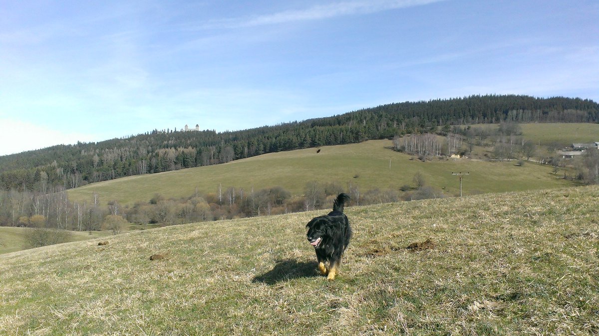 RustyCrew's tweet photo. #dog #sumava https://t.co/TSCsQ9HBn0