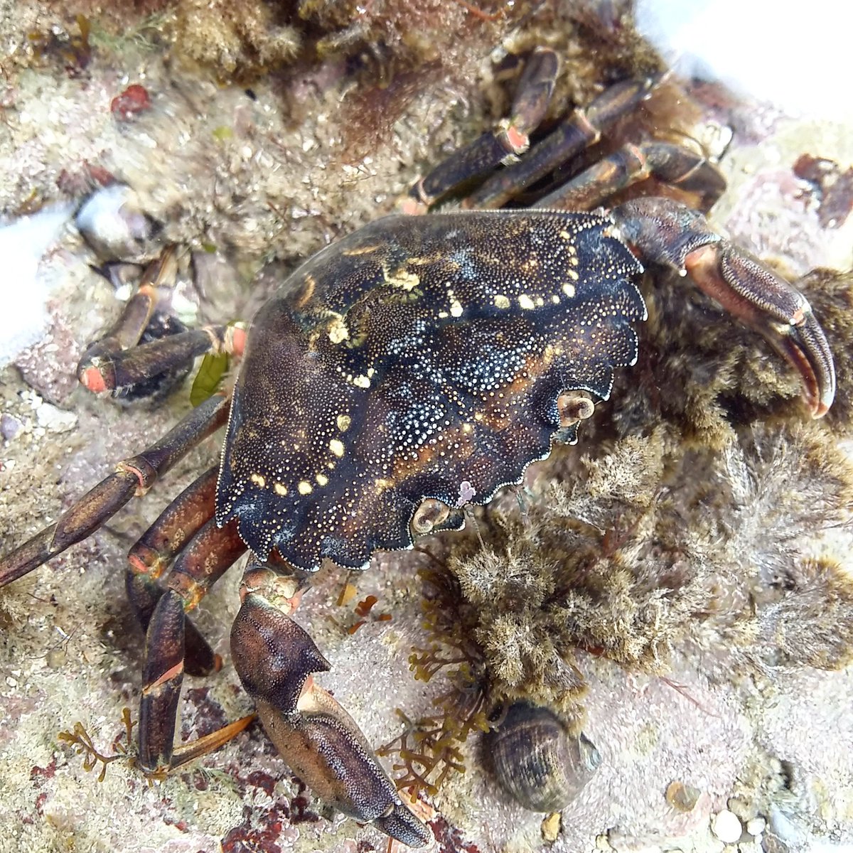 Snip-snip! A little #bembridge crab #isleofwight #iow #crab #wightvisitor #tourism #placestogo #tourist #thingstodo