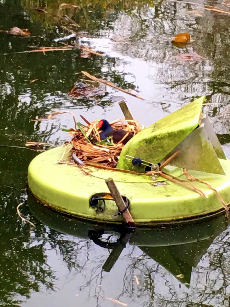 JamesAYearsley's tweet photo. Great day at @BurnbyGardens and lots of nature in action. #spring https://t.co/rgslyHVwli