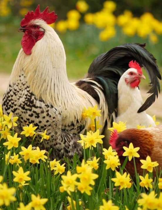 Huseyinagar4's tweet photo. Hey' Hello, How are you, Bonjour Madam Matmazel, Mosyo. Fine Thanks ant you.. Very nice Pic.. Huseyin Agar..&amp;.&amp;.&amp;.&amp;. https://t.co/AmS6oE3uXx
