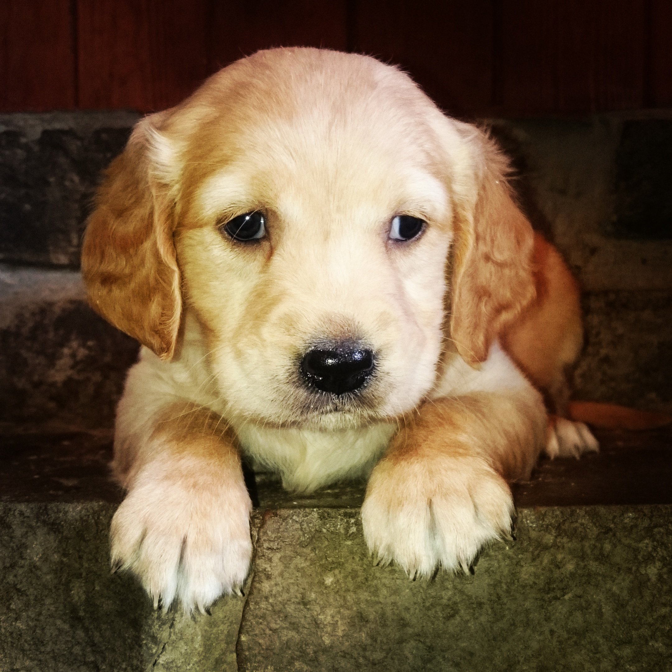 Housty kennels puppies for sale online
