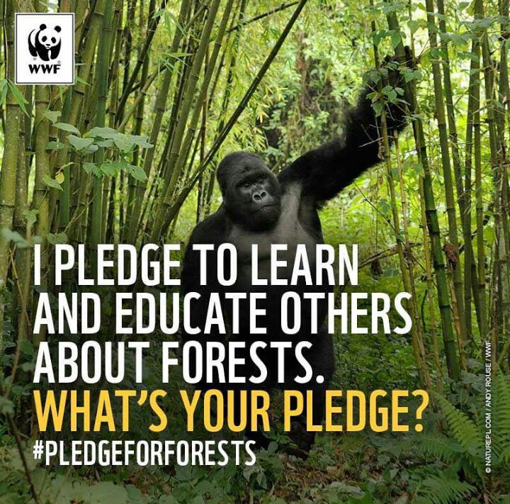 EHindonesia's tweet photo. Saya bertekad utk bljr &amp; mengedukasi org lain ttg pentingnya hutan. RT jka sobatEH sepakat #IniAksiku #HijaukanHutan https://t.co/55iZ6Xs0fp