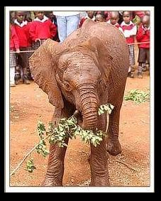Protect_Wldlife tweet picture