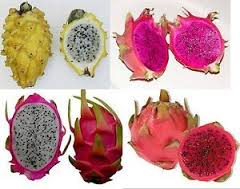 frutasmiguel's tweet photo. ¿Conoces los beneficios de la #pitaya ?https://t.co/JIRxpJ0Odc  #FelizDomingo via @SantiContreras https://t.co/CRovmDv5aw