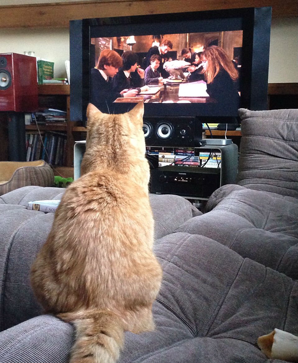 Hogwartssite's tweet photo. El gato que todo potterhead quisiera tener. https://t.co/33cjAAdWAj