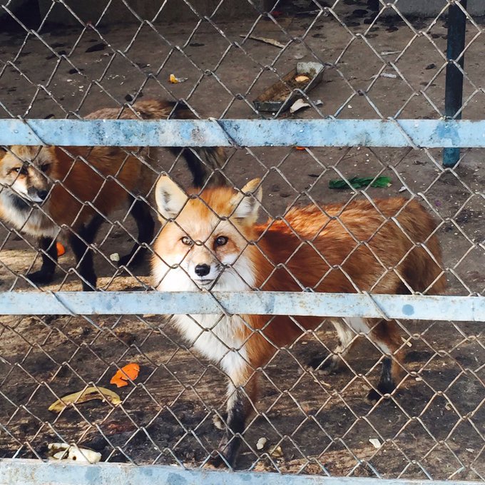 Twitterのコスプレ画像85