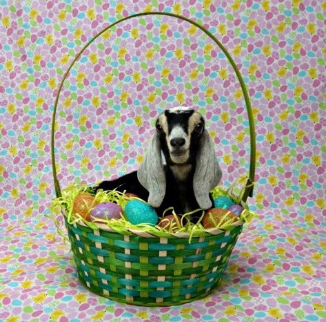 GoYardGoats's tweet photo. Happy Easter PEEPS https://t.co/HS9zw24w5b