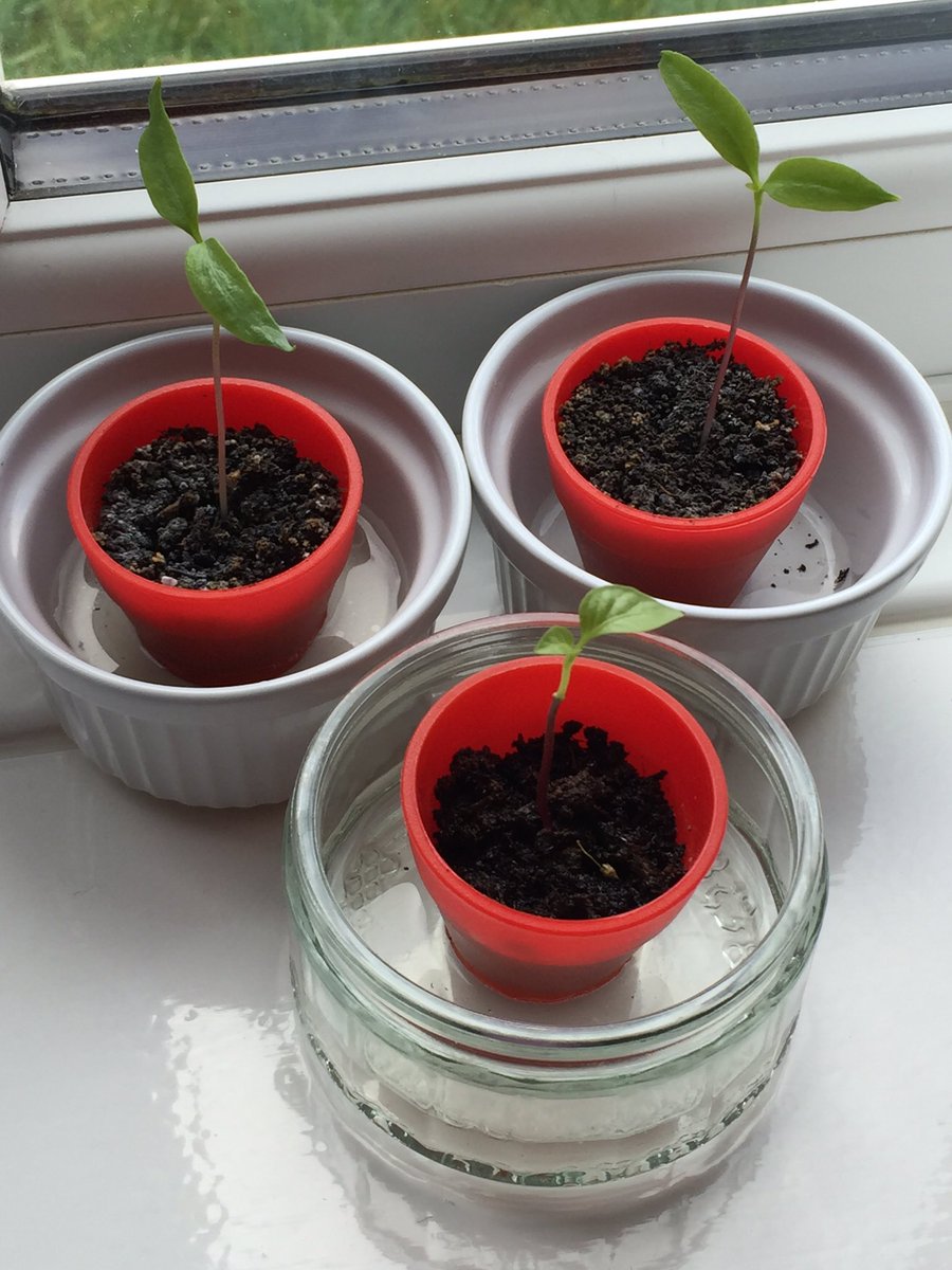 Happy Easter. Welcoming New Life Into The World #chilli #chilliwilly #Easter #plants #life