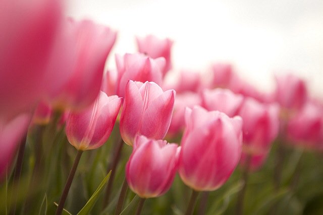 60N95W's tweet photo. Happy Easter! 🐰 https://t.co/VAeKz95xCK