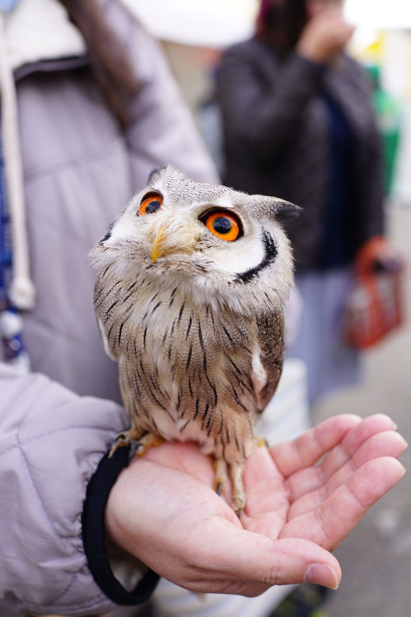 nogtag's tweet photo. 手乗りミミズクの可愛さたるや…！ https://t.co/1iUke6YqyB