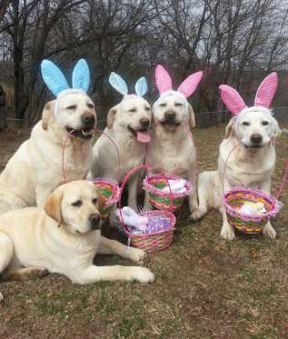 FurtherPets's tweet image. FurtherPets.com wishes you a Very Happy Easter!