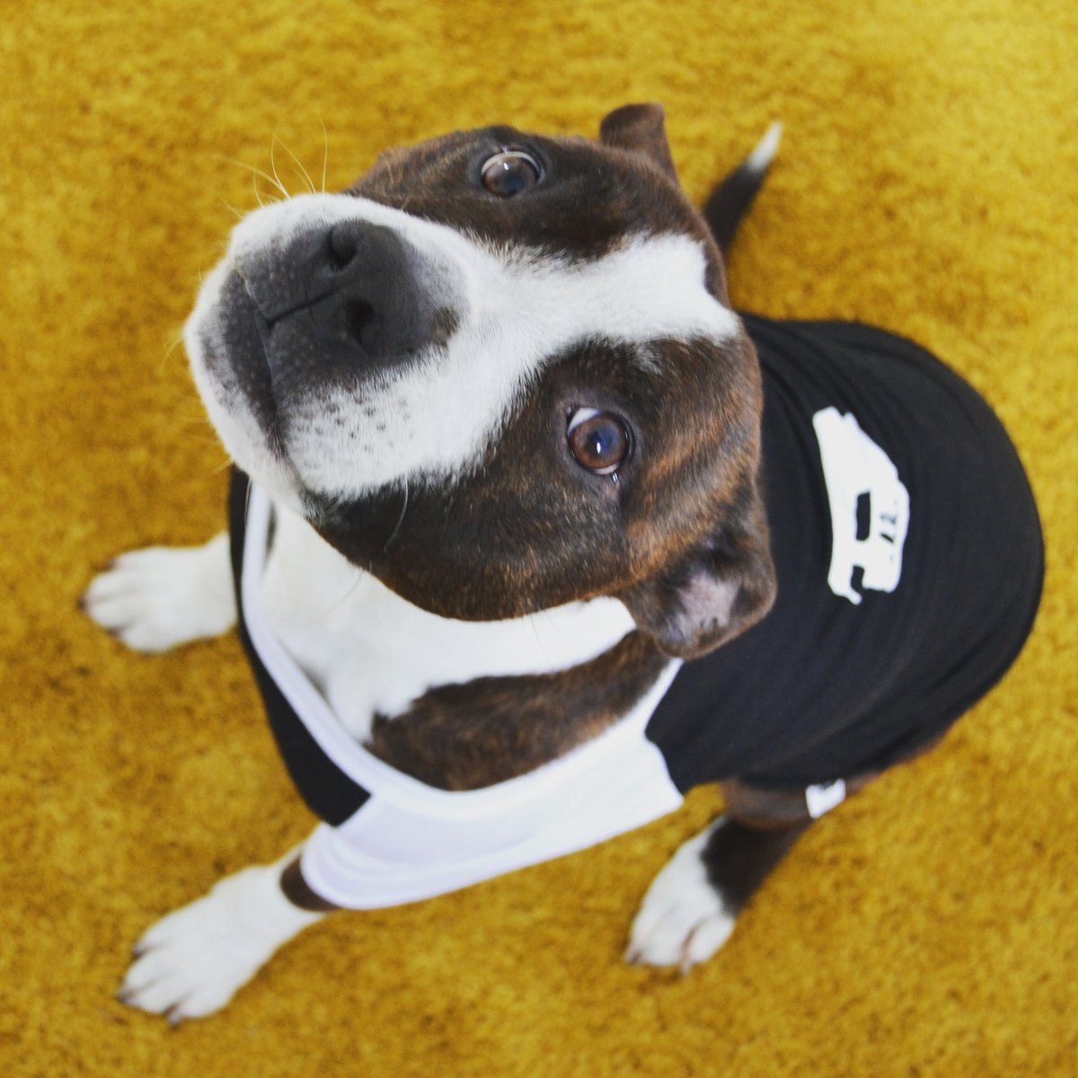 houseofneed's tweet photo. Alfie in his Sunday best courtesy of @SABBC_CLOTHING
#sundaybest #sabbc #dogsoftwitter #staffordshirebullterrier https://t.co/PZWdL0MEdX