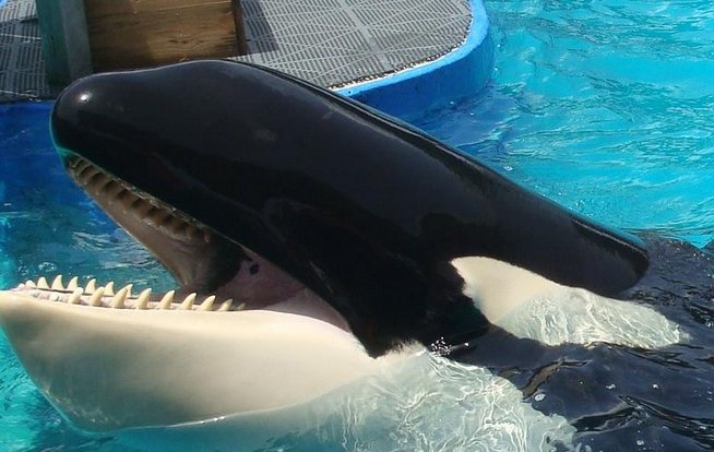 Lolita will be staying in captivity say Miami Seaquarium thedo.do/1pRhRuw wowvstaiji.com