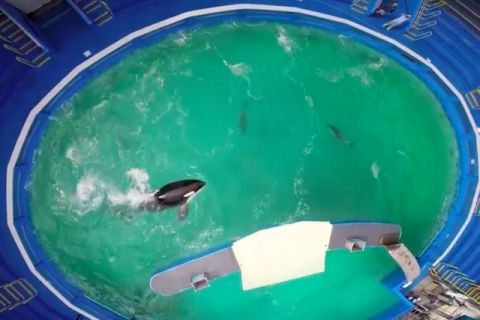 Lolita was captured from the wild at age 4 (Aug 8th 1970) watch the video and learn more about her over 50 years a slave to entertainment at Miami Seaquarium #Blackfish #WOWvTaiji #16425DaysASlave