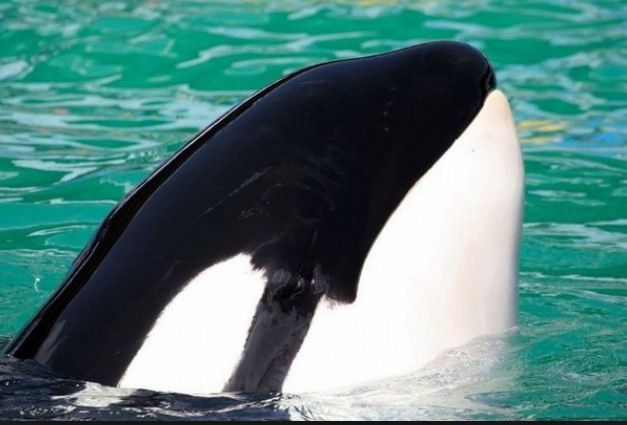 Lolita's sole companion Hugo died in 1980 &amp; she has been alone since wowvstaiji.com