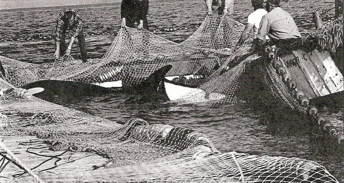 Lolita was captured from the wild at age 4 8/8/1970. Learn more about her over 50 years of being a slave.  origamiwhalesproject.org/lolita BOYCOTT all parks owned by the multi-national corporation tha owns Miami Seaquarium. #Blackfish #WOWvTaiji